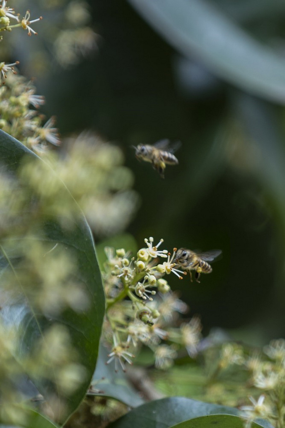 Mùa tháng Ba và tháng Tư người dân xã Độc Lập khai thác mật ong hoa nhãn. (Ảnh: Trọng Đạt/TTXVN)