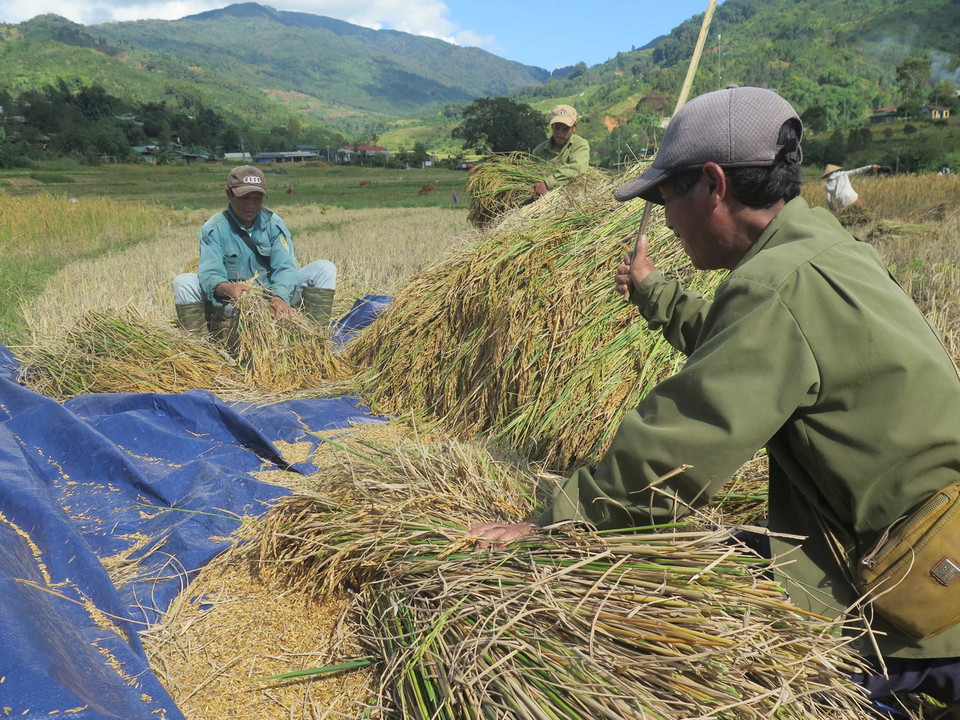 Thu hoạch lúa tại thung lũng Măng Ri, huyện Tu Mơ Rông, tỉnh Kon Tum. (Ảnh: Dư Toán/TTXVN)