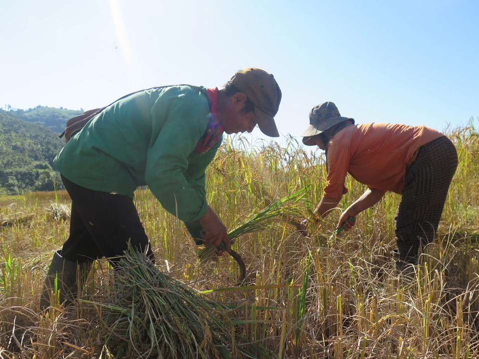 Thu hoạch lúa tại thung lũng Măng Ri, huyện Tu Mơ Rông, tỉnh Kon Tum. (Ảnh: Dư Toán/TTXVN)