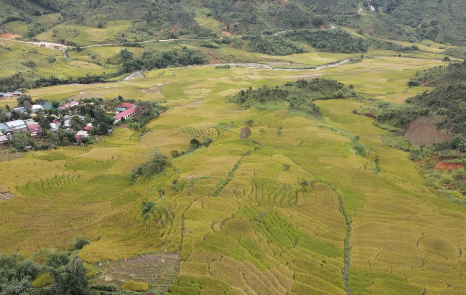 Cánh đồng lúa chín vàng xen với các thôn, làng của bà con Xơ Đăng tại thung lũng Măng Ri. (Ảnh: Dư Toán/TTXVN)