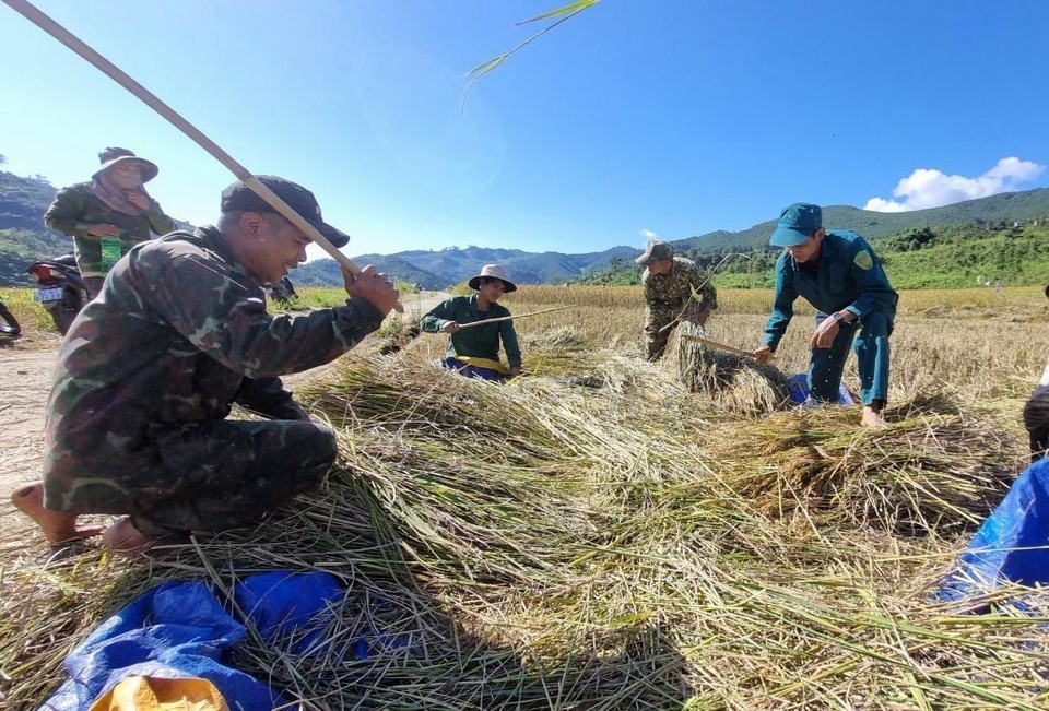 Thu hoạch lúa tại thung lũng Măng Ri, huyện Tu Mơ Rông, tỉnh Kon Tum. (Ảnh: Dư Toán/TTXVN)