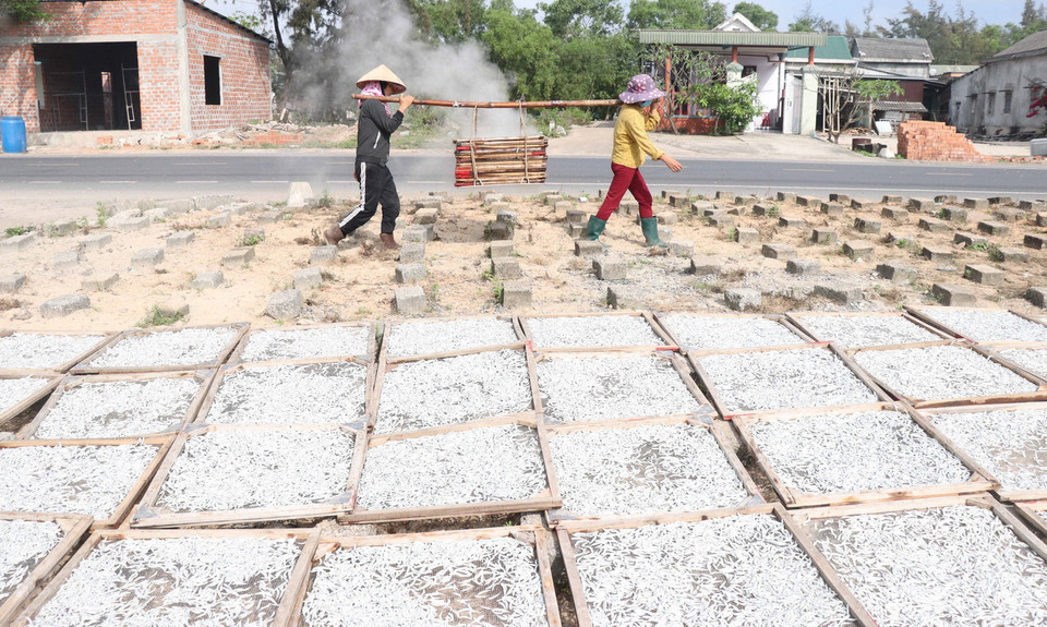 Huyện Gio Linh có trên 140 cơ sở làm nghề hấp cá phơi khô, tạo việc làm cho 2.000 lao động. (Ảnh: Nguyên Lý/TTXVN)