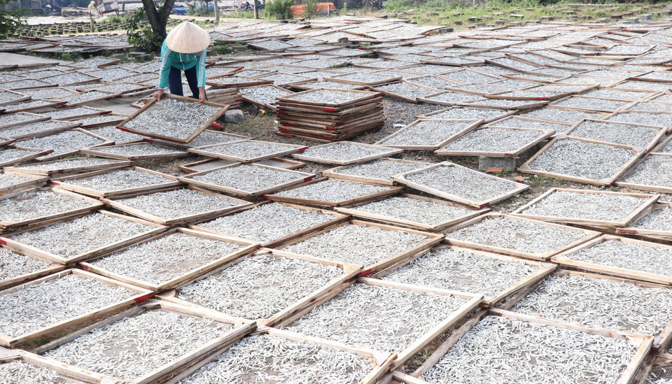 Những vỉ cá cơm đã phơi khô thành sản phẩm. (Ảnh: Nguyên Lý/TTXVN)