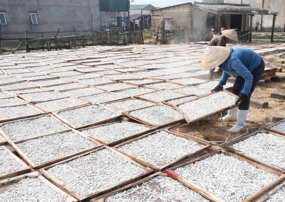 Phơi khô cá cơm sau khi đã hấp. (Ảnh: Nguyên Lý/TTXVN)