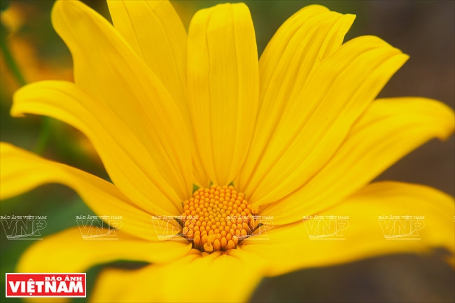 Cây thường ra hoa vào cuối Thu, đầu Đông (tháng 10-11). Loài cây này có thể coi như là một loài cây báo hiệu cho sự xuất hiện của mùa khô.