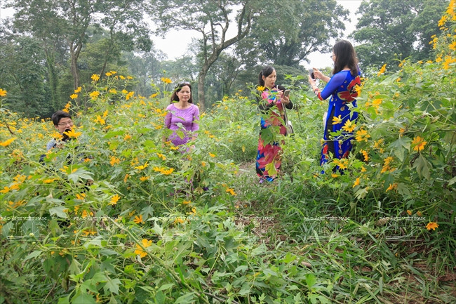 Vào dịp cuối tuần rất nhiều người chọn đến nơi đây để ghi lại những hình ảnh về mùa hoa vàng tuyệt đẹp.