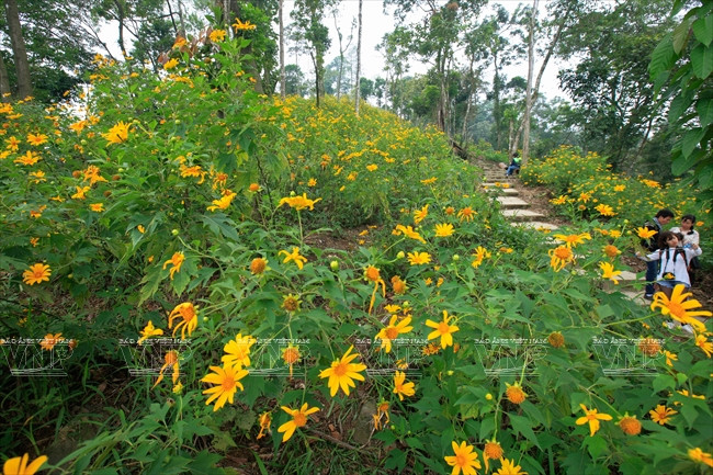 Tại cánh rừng dã quỳ tại cốt 400, có một con đường rất đẹp chạy vòng quanh núi với những vạt dã quỳ tuyệt đẹp.