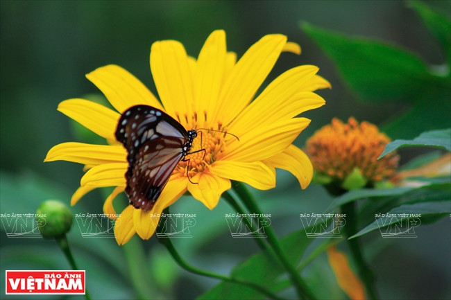 Theo cán bộ kiểm lâm, hoa dã quỳ đẹp nhất vào buổi sáng, khi cái nắng của mùa Đông vừa hừng lên, sương vẫn còn đọng trên lá và những cánh hoa.