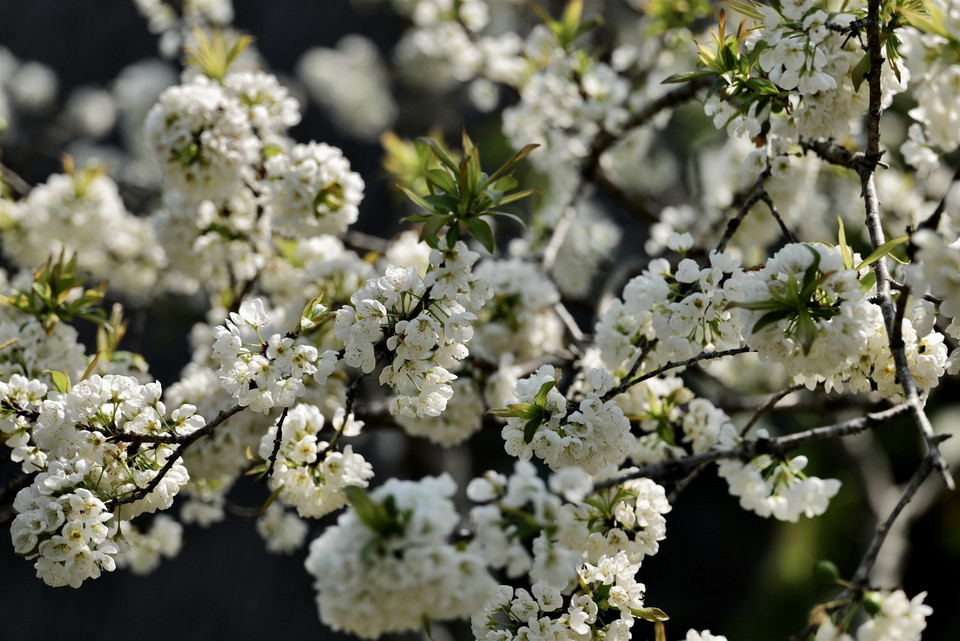 Hoa mận thường nở rộ khi Đông tàn Xuân tới. (Ảnh: Tuấn Anh/TTXVN)