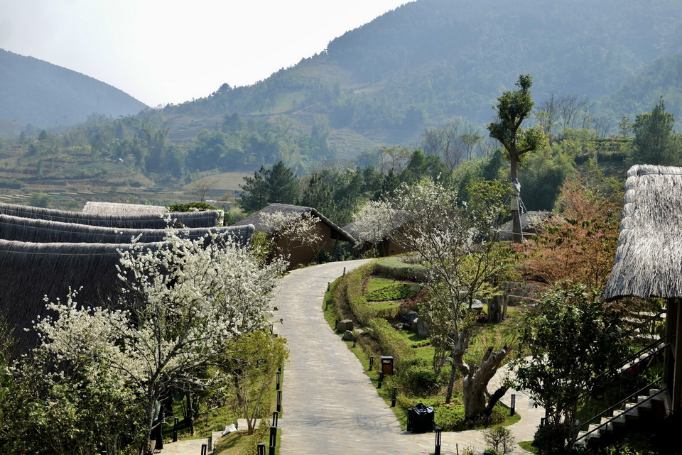 Ở Yên Bái, những nơi có hoa mận nhiều nhất phải kể đến Văn Chấn, Mù Cang Chải, Trạm Tấu, Văn Yên... (Ảnh: Tuấn Anh/TTXVN)