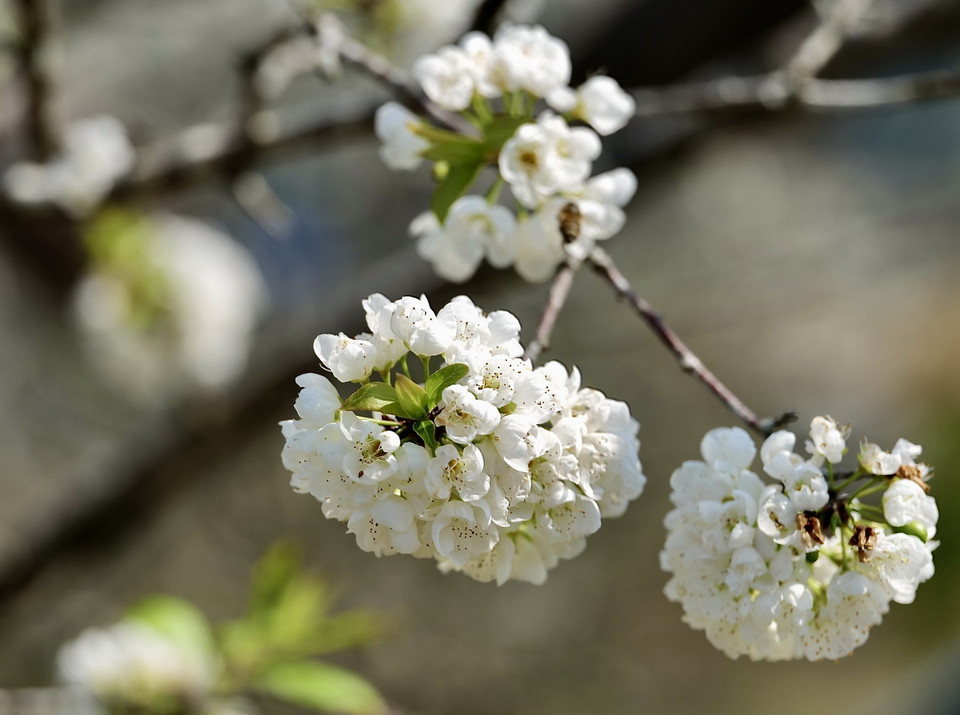 Hoa mận thường nở rộ vào cuối tháng Một đến đầu tháng Hai hằng năm. (Ảnh: Tuấn Anh/TTXVN)