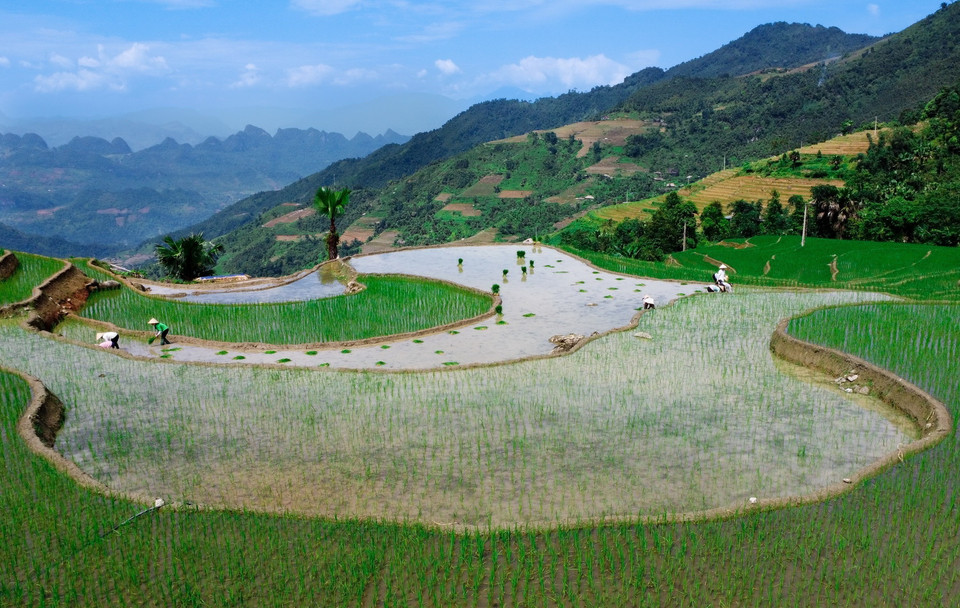  Người dân cấy lúa khi có nước về. (Ảnh: Nam Thái/TTXVN)