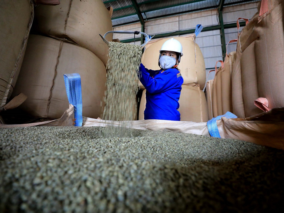  Chất lượng càphê Robusta Việt Nam được đánh giá là ngon hàng đầu trên thế giới. (Ảnh: Nhật Anh/TTXVN)