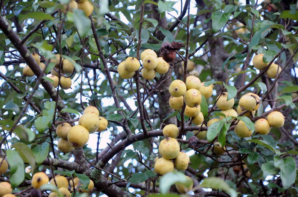  Tại bản vùng cao khó khăn Nậm Nghiệp, xã Ngọc Chiến, huyện Mường La, tỉnh Sơn La những ngày này đã là thời điểm cuối vụ, nhưng quả sơn tra chín vàng vẫn còn trên nương rất nhiều. (Ảnh: Quang Quyết/TTXVN)