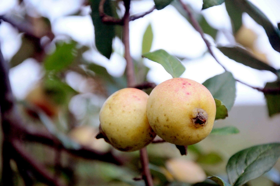  Nhờ lợi thế về khí hậu, thổ nhưỡng, trên địa bàn huyện Mường la, đặc biệt là các xã vùng cao nên quả sơn tra khi chín có màu đỏ ửng, ăn giòn, nhiều nước, có vị chua ngọt đặc trưng riêng mà không bị chát, thường được tiểu thương từ các tỉnh Lào Cai, Yên Bái và Trung Quốc đến tận nơi thu mua. (Ảnh: Quang Quyết/TTXVN)