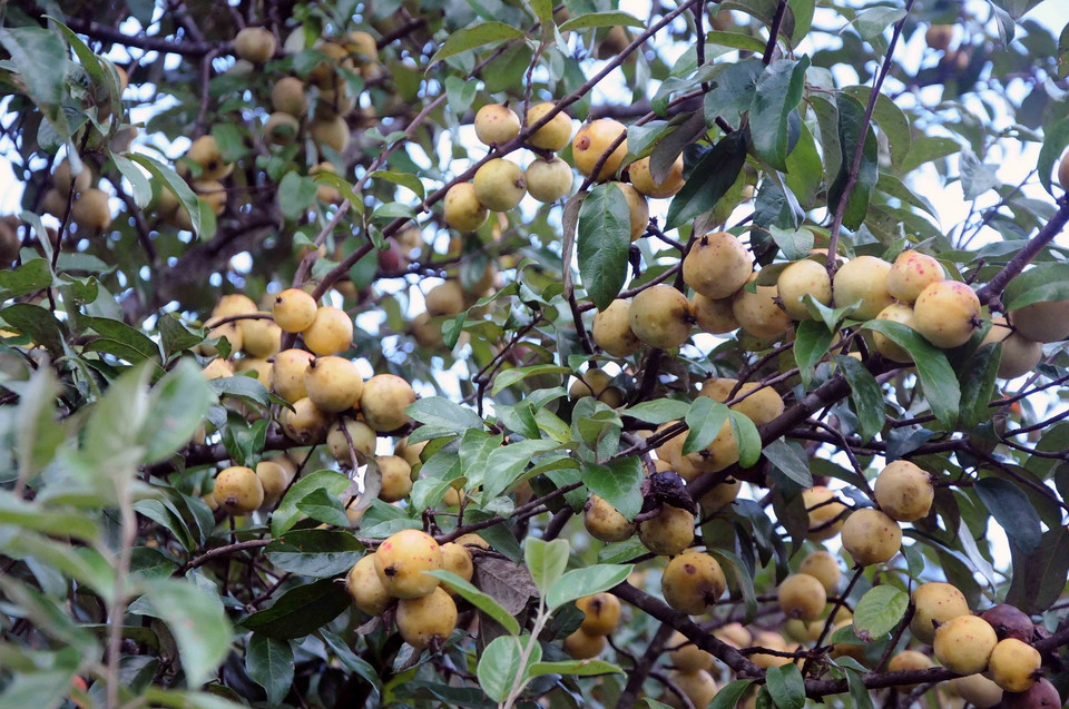 Tại bản vùng cao khó khăn Nậm Nghiệp, xã Ngọc Chiến, huyện Mường La, tỉnh Sơn La những ngày này đã là thời điểm cuối vụ, nhưng quả sơn tra chín vàng vẫn còn trên nương rất nhiều. (Ảnh: Quang Quyết/TTXVN)