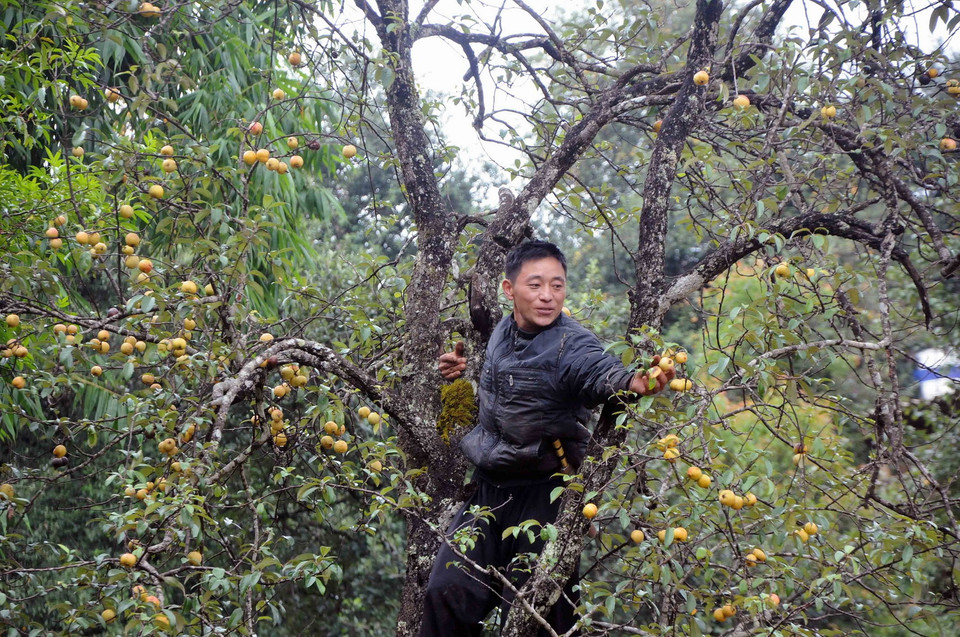  Thu hoạch sơn tra. (Ảnh: Quang Quyết/TTXVN)