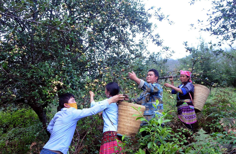  Thu hoạch sơn tra tại bản vùng cao khó khăn Nậm Nghiệp, xã Ngọc Chiến, huyện Mường La, tỉnh Sơn La. (Ảnh: Quang Quyết/TTXVN)