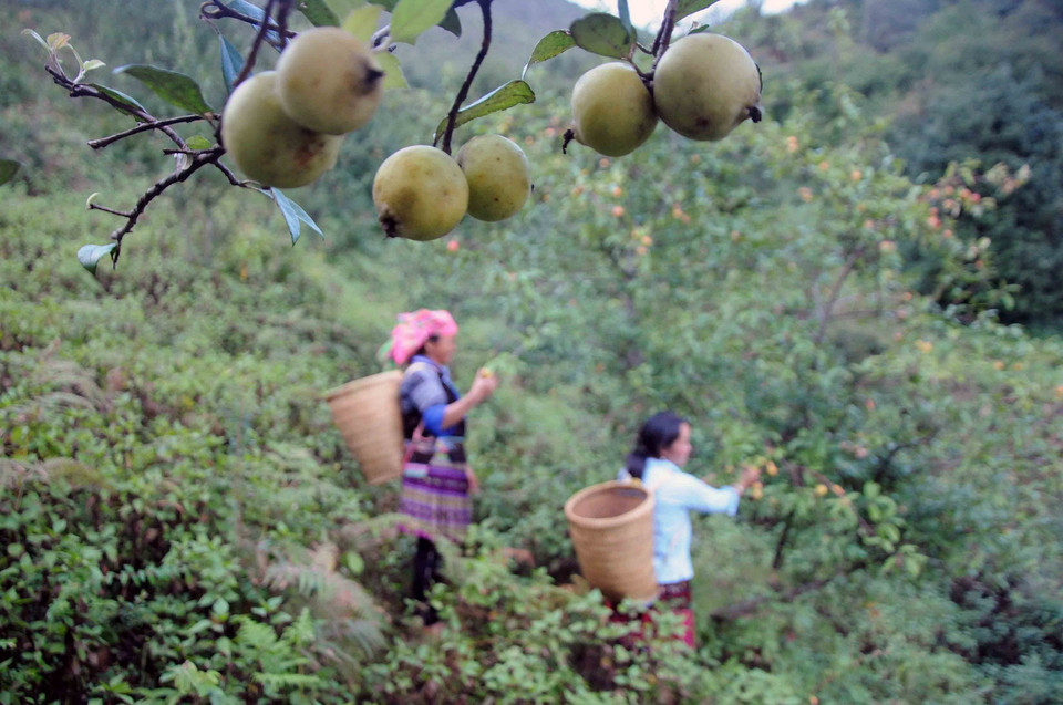  Thu hoạch sơ tra tại huyện Mường La, tỉnh Sơn La. (Ảnh: Quang Quyết/TTXVN)