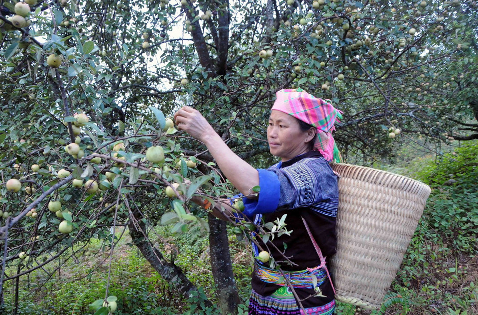  Người dân vùng cao khó khăn Nậm Nghiệp, xã Ngọc Chiến, huyện Mường La, tỉnh Sơn La thu hoạch sơn tra. (Ảnh: Quang Quyết/TTXVN)