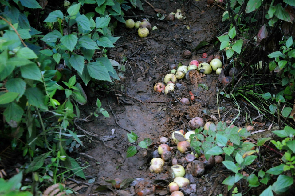 Hai năm trở lại đây, quả sơn tra liên tục xuống giá nhưng tiểu thương không đến mua, nhân dân cũng không vận chuyển quả đi được nên quả chín không có ai thu hoạch, đành để rụng đầy dưới gốc cây. (Ảnh: Quang Quyết/TTXVN)