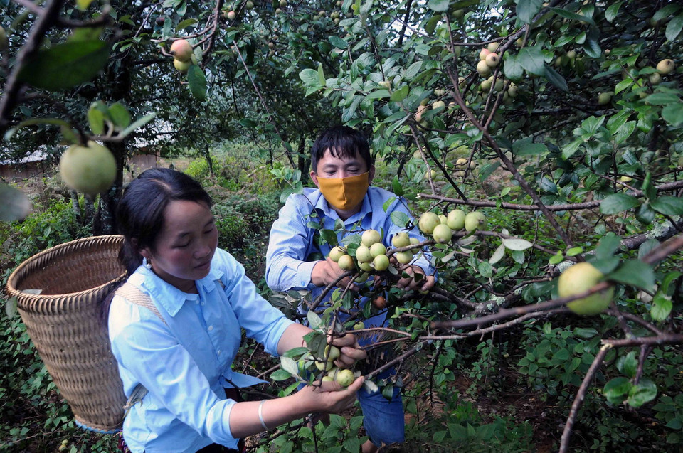  Thu hoạch sơn tra tại bản vùng cao khó khăn Nậm Nghiệp, xã Ngọc Chiến, huyện Mường La, tỉnh Sơn La. (Ảnh: Quang Quyết/TTXVN)