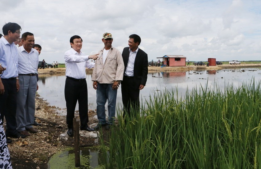 Trong chuyến thăm hữu nghị chính thức Cuba, Chủ tịch nước Trương Tấn Sang thăm Dự án sản xuất lúa gạo Calimete ở tỉnh Matanzas (30/9/2015). (Ảnh: Nguyễn Khang/TTXVN)