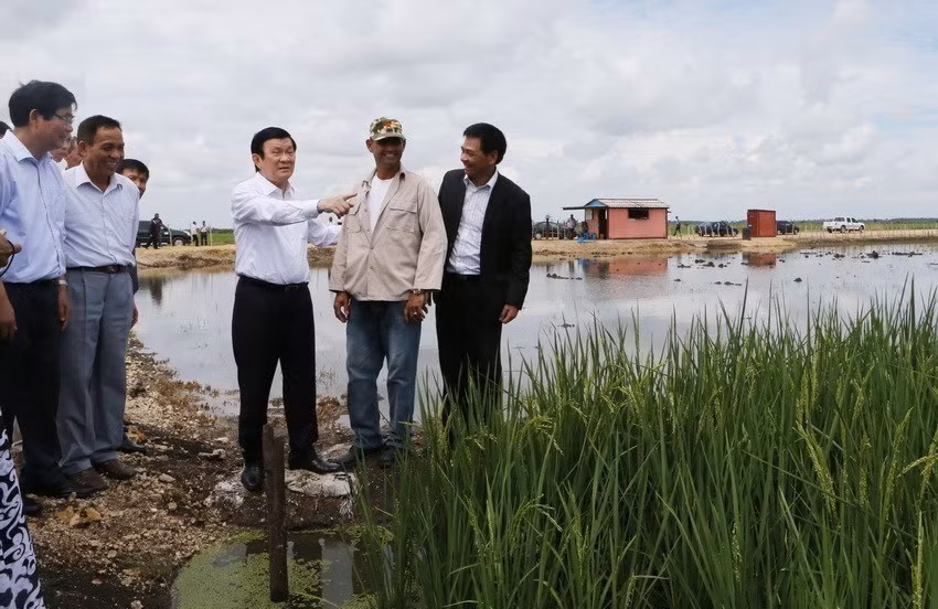 Trong chuyến thăm hữu nghị chính thức Cuba, Chủ tịch nước Trương Tấn Sang thăm Dự án sản xuất lúa gạo Calimete ở tỉnh Matanzas (30/9/2015). (Ảnh: Nguyễn Khang/TTXVN)