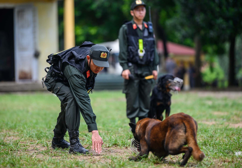 Chó nghiệp vụ thực hiện động tác bò để phát hiện mục tiêu theo sự chỉ đạo của huấn luyện viên. (Ảnh: Phạm Kiên/TTXVN)