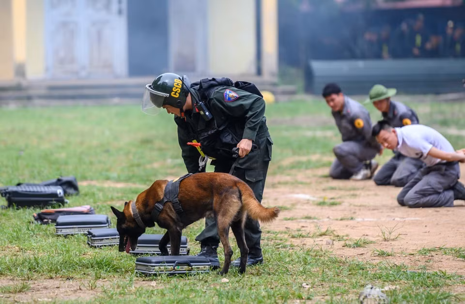 Chó nghiệp vụ đánh hơi tìm ma túy trong bài diễn tập phát hiện nhóm tội phạm đi ôtô, sử dụng súng quân dụng vận chuyển chất ma túy. (Ảnh: Phạm Kiên/TTXVN)