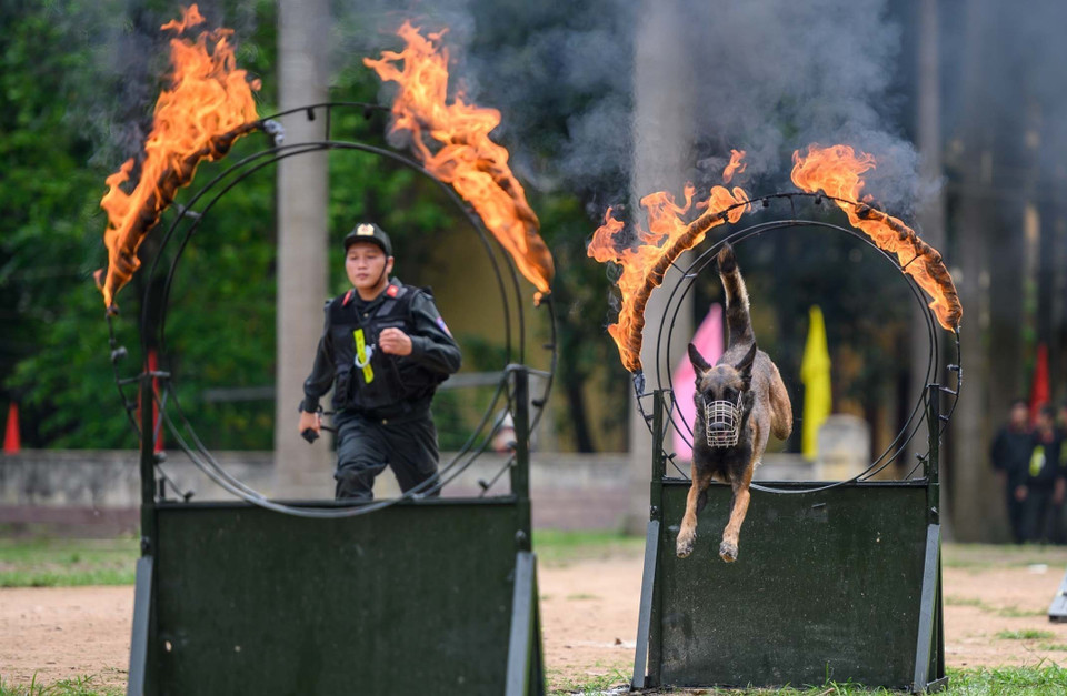 Cảnh khuyển trong bài tập lao qua vòng lửa. (Ảnh: Phạm Kiên/TTXVN)