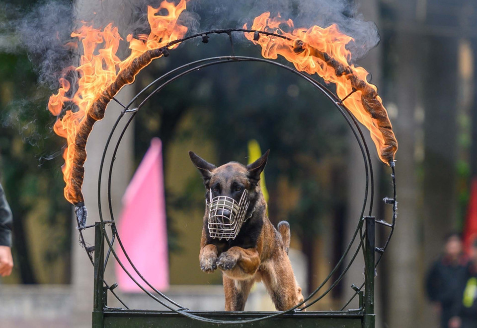 Trải qua hơn 60 năm chiến đấu, xây dựng và trưởng thành, Trung tâm Huấn luyện và sử dụng động vật nghiệp vụ (Bộ Tư lệnh Cảnh sát Cơ động, Bộ Công an) đã chiêu sinh 56 khóa đào tạo cán bộ huấn luyện với hơn 5.000 học viên, hơn 5.000 chó nghiệp vụ trang bị cho các đơn vị nghiệp vụ, công an các tỉnh, thành phố trực thuộc Trung ương và nhiều khóa đào tạo, tập huấn cho cán bộ, chó nghiệp của một số ngành chức năng để phát hiện ma túy và các chất cấm khác... Trong ảnh: Cảnh khuyển trong bài tập lao qua vòng lửa. (Ảnh: Phạm Kiên/TTXVN)