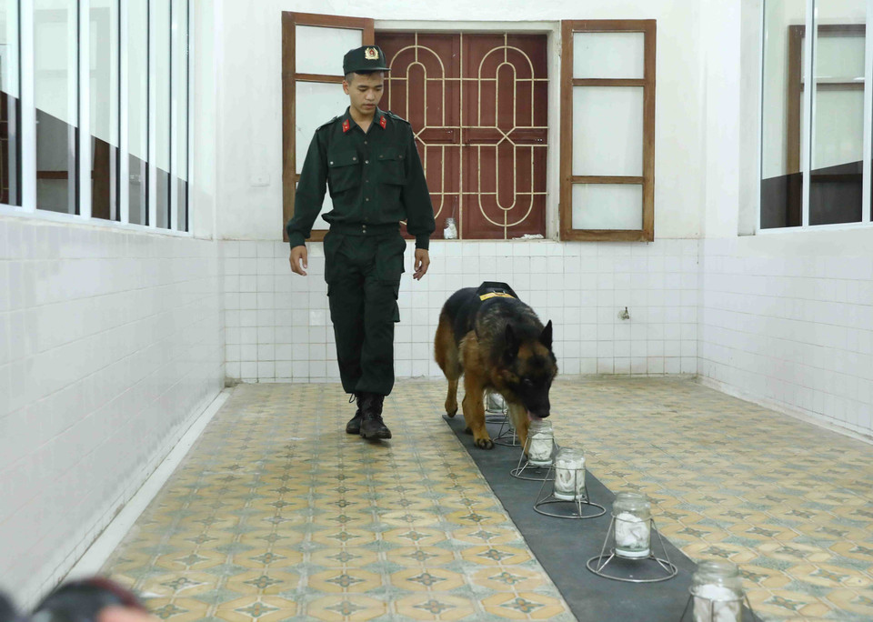 Chó nghiệp vụ thực hiện bài tập giám biệt mùi hơi người. (Ảnh: Phạm Kiên/TTXVN)