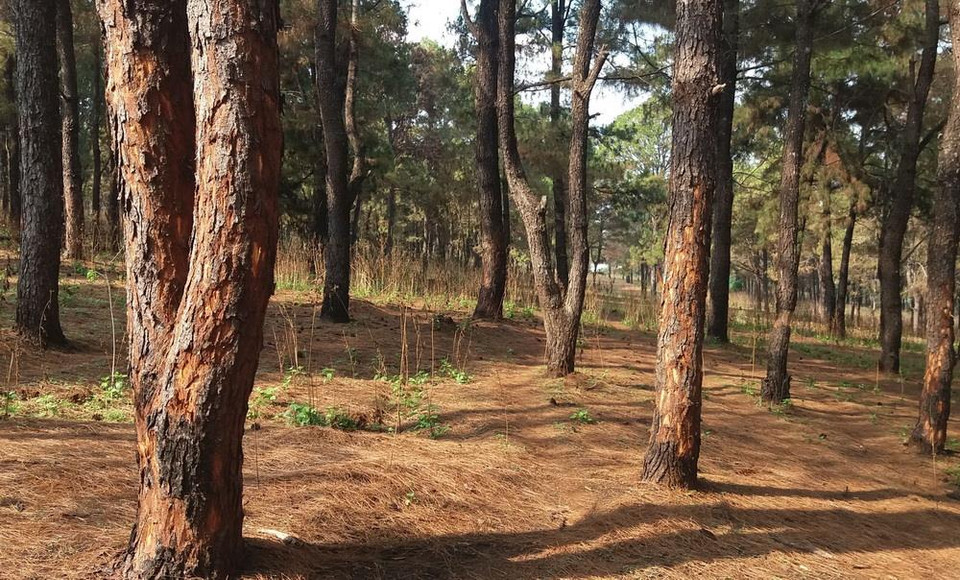 Hàng trăm cây thông thuộc Ban quản lý rừng phòng hộ Bắc Biển Hồ, tỉnh Gia Lai bị róc vỏ. (Ảnh: Dư Toán/TTXVN)