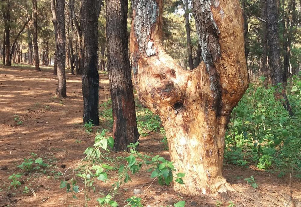 Hàng trăm cây thông thuộc Ban quản lý rừng phòng hộ Bắc Biển Hồ, tỉnh Gia Lai bị róc vỏ. (Ảnh: Dư Toán/TTXVN)