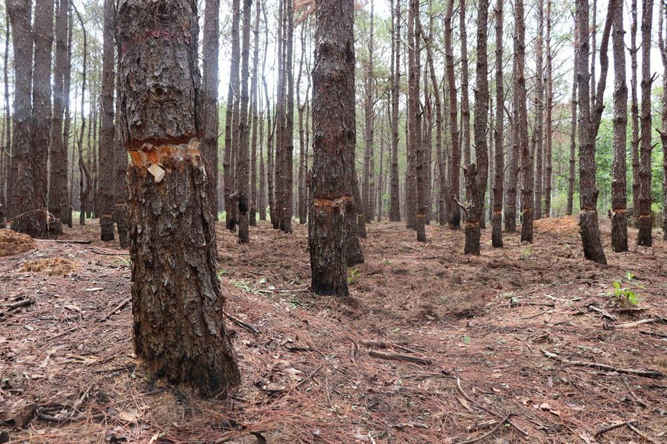 (Ảnh: Dư Toán/TTXVN)