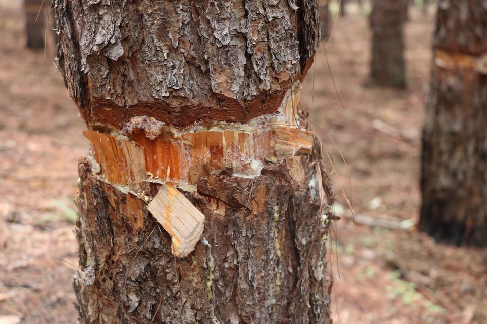 (Ảnh: Dư Toán/TTXVN)