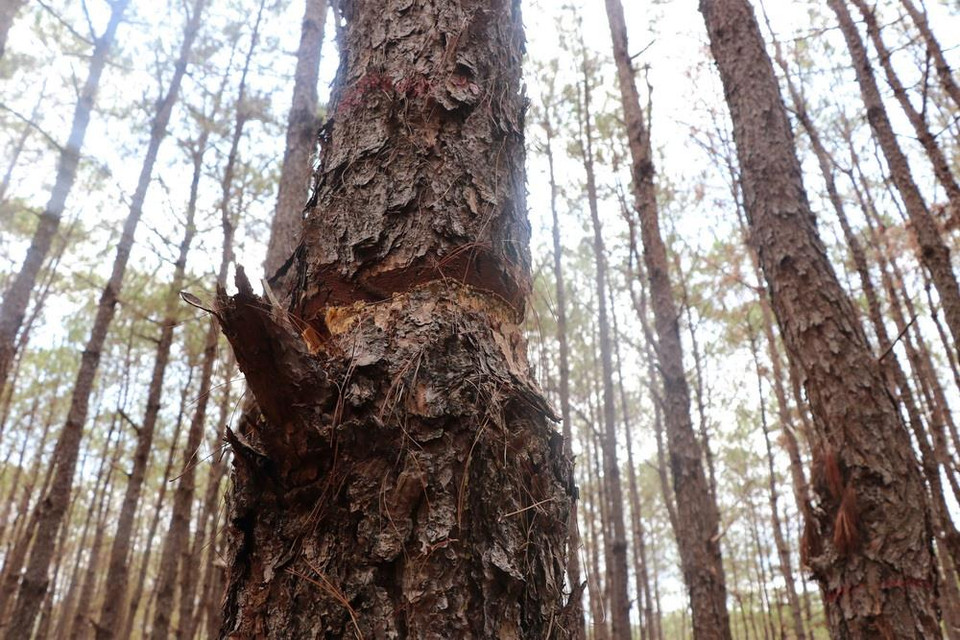 (Ảnh: Dư Toán/TTXVN)