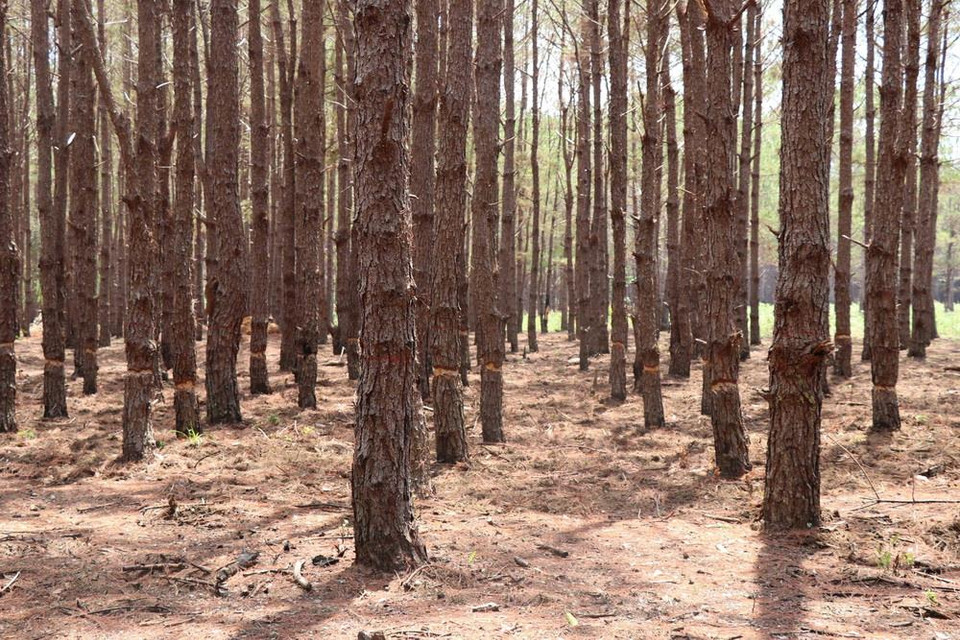 Hàng trăm cây thông bị “bức tử” tại Ban quản lý rừng phòng hộ Mang Yang, tỉnh Gia Lai. (Ảnh: Dư Toán/TTXVN)