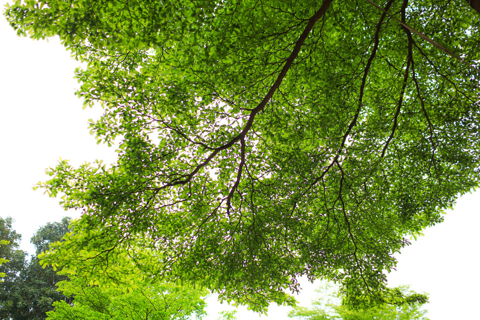 Đây là khoảng thời gian cây bàng ra lá đẹp nhất trong năm. (Ảnh: Lâm Phan/Vietnam+)