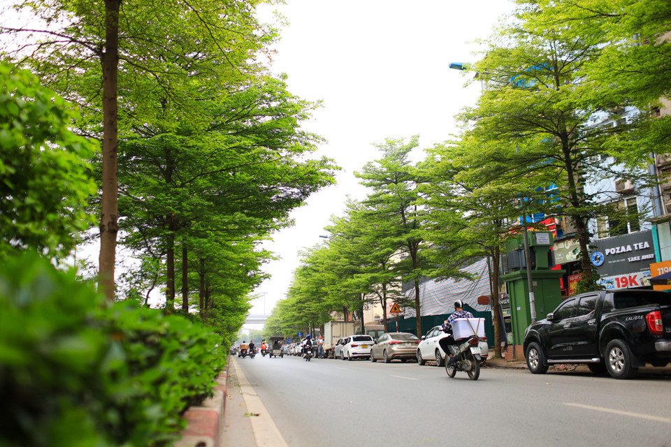 Lá bàng nhỏ, tán lá chia thành nhiều tầng lớp trông rất đẹp mắt. (Ảnh: Lâm Phan/Vietnam+)