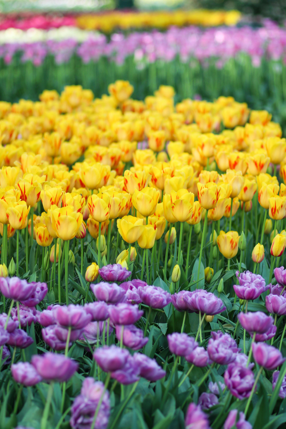 Keukenhof mở cửa thường niên từ giữa tháng 3 cho tới giữa tháng 5. (Ảnh: Hoàng Long)