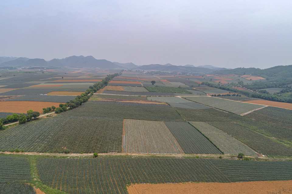 Nông trường có địa hình đồi dốc thoải, dễ thoát nước, nền đất đỏ bazan và nhiệt độ trung bình năm 20-27 độ C thích hợp để cây dứa sinh trưởng, cho quả mọng nước, thơm ngon. (Ảnh: Lâm Phan/Vietnam+)