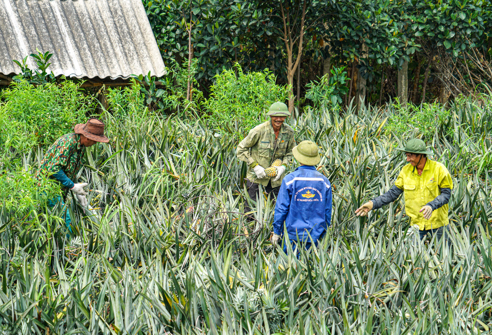 Năm nay dứa đạt năng suất cao, lại được thu mua với giá cao hơn những năm trước. Vì thế, trên nông trường ngập tràn những tiếng cười của bà con nông dân. (Ảnh: Lâm Phan/Vietnam+)