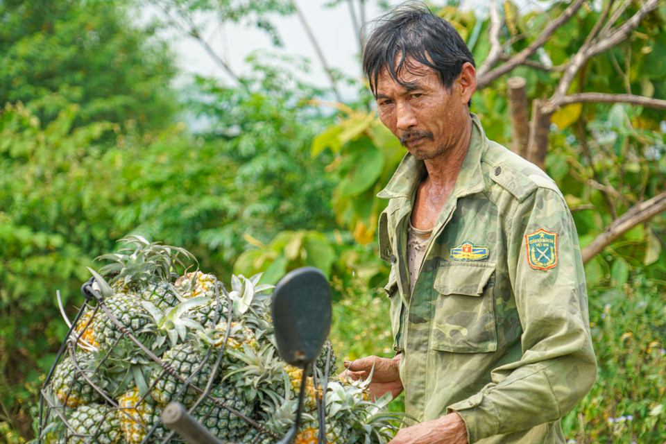 Thời điểm này chính là vụ thu hoạch dứa của bà con nông dân. Một ngày thu hoạch ở nông trường thường bắt đầu từ rất sớm để tránh cái nắng gay gắt của mùa hè. (Ảnh: Lâm Phan/Vietnam+)