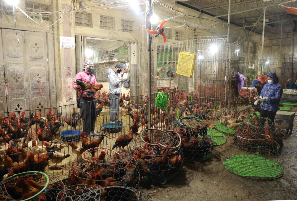 Nguồn cung gia cầm phục vụ thị trường tại chợ đầu mối Hà Vĩ, huyện Thường Tín khá dồi dào. (Ảnh: Vũ Sinh/TTXVN)