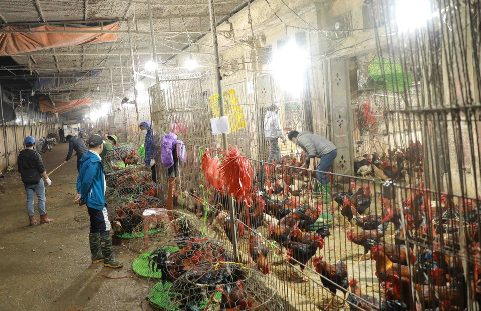 Nguồn cung gia cầm phục vụ thị trường tại chợ đầu mối Hà Vĩ, huyện Thường Tín khá dồi dào. (Ảnh: Vũ Sinh/TTXVN)