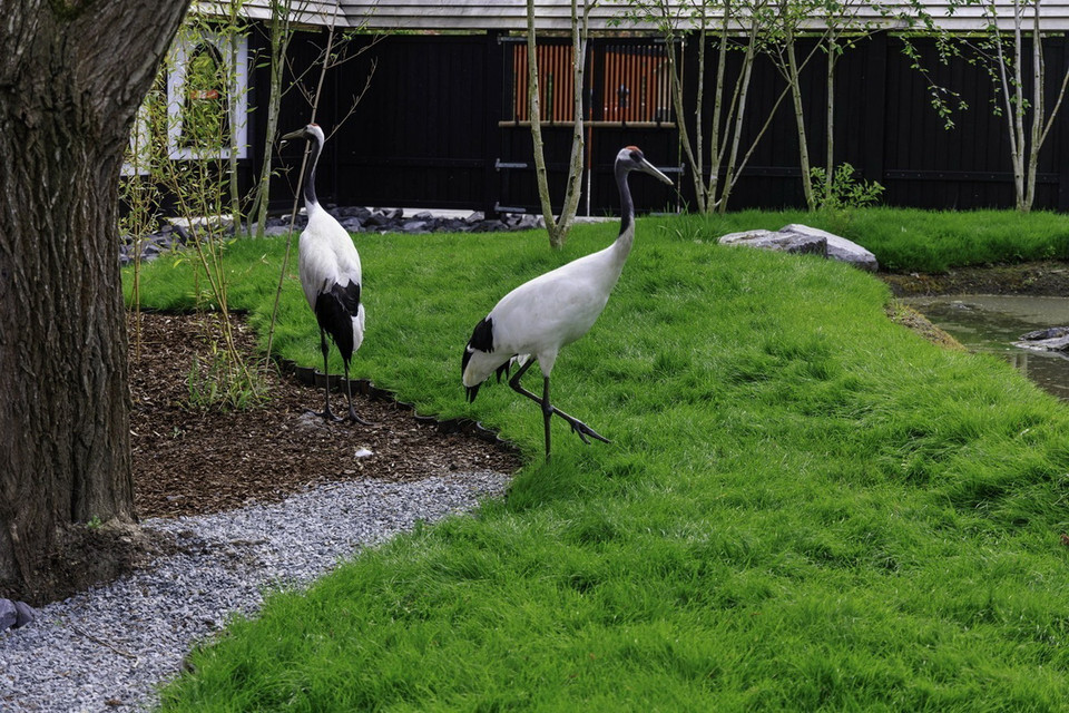 Chim hạc của Nhật. (Ảnh: TTXVN phát)