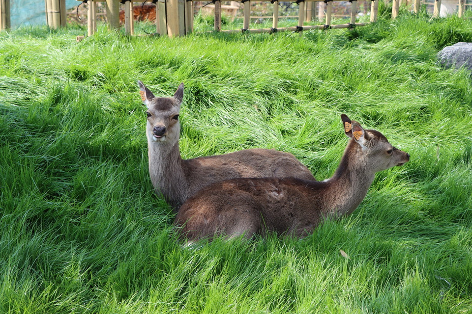 Loài hươu bản địa của Nhật. (Ảnh: Hương Giang/TTXVN)