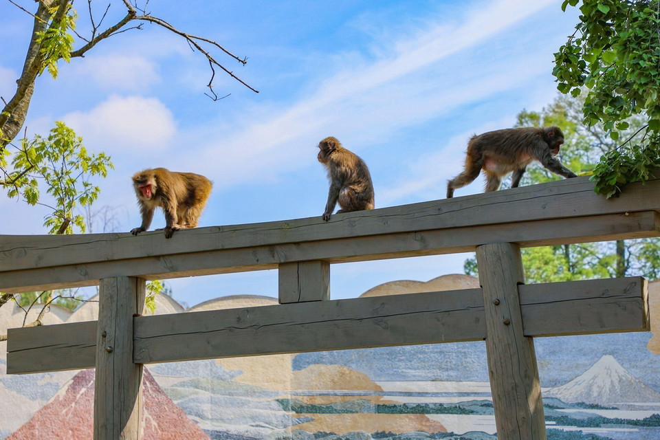 Các loài thú xuất hiện tại "Đảo Mặt Trời mọc." (Ảnh: TTXVN phát)